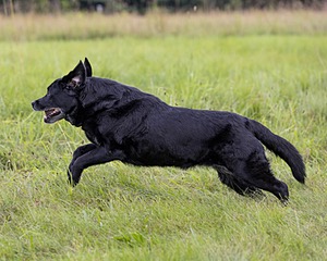 Pemi
