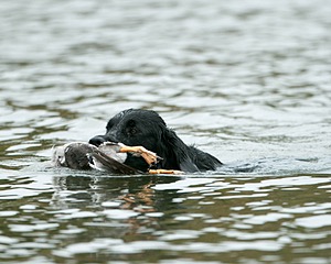 Onyx