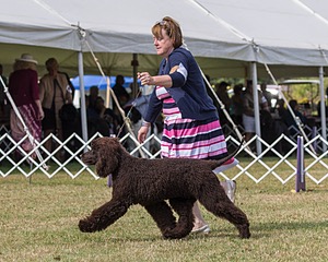 20 - GCH ALL GREEN WI'ENVY V ALPHA NORDIC DS CD RE