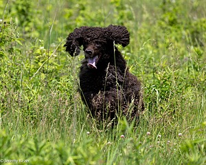 Hadley