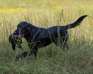 Bolt Sboro