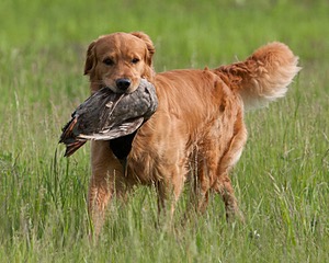 UCD SHR Sand Dancer's Windfall JH CDX