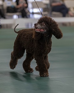 36 - GCH ARROYO'S BEGIN THE BEGUINE AX OAJ NF (Porter)