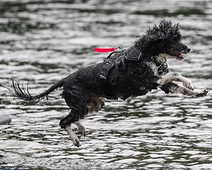 Glowworm Ash