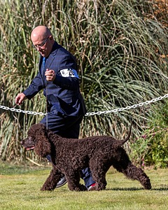 26 - H BLACKTHORN'S LASS THAT LOVES A SAILOR IN WICKLOW CD BN RM CGC