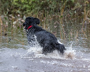 Cooper Westcot