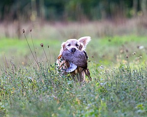 Ghillie Deresienska