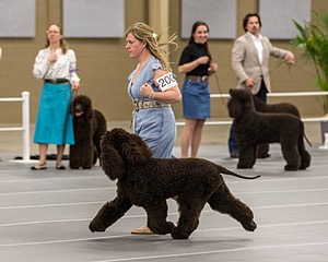 200 - GCH CH Poole’s Ide By Design