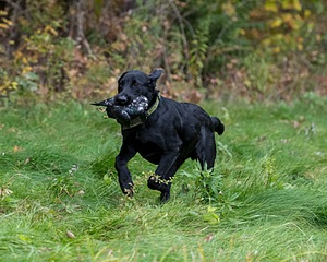 Watson