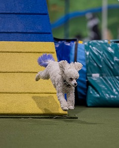 Bolt Kearney