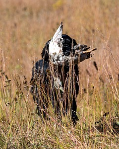 Ruger Bodine