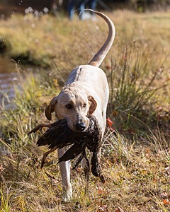 Scout Luongo