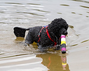 Phelps