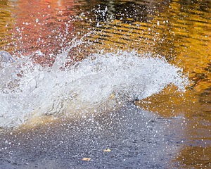 Iowa Pointing Labs Messinger's Kel (Kel)
