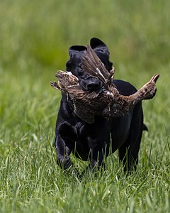 Baloo Amenabar