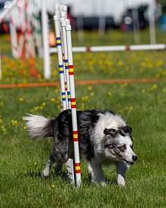 20170520-NEAT-0106.jpg
