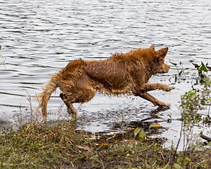 Tiger McCluer