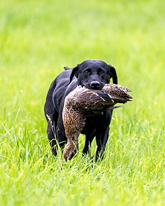 20170603-SHRL-1207.jpg