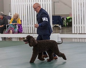 66 - GCH CH BLACKTHORN'S KEEVA CROMPTON AX AXJ XF RN CGC (Keeva)