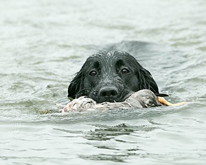 Splash