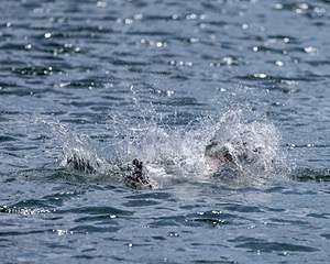 Seasea Proulx