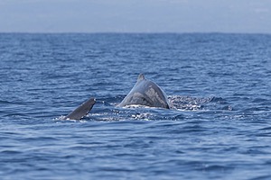 Sperm Whale
