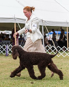 05 - GCH WATERFORD'S TROUBLE BREWING