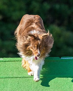 20160618-CCKC-2454.jpg