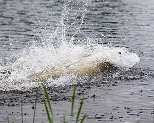 Goose