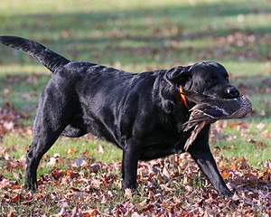 Jacey
