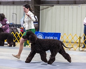 09 - GCH CH POOLE'S IDE RIPTIDE RI DS CGC (Rip)
