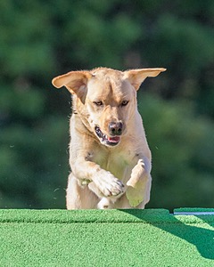 20160618-CCKC-2465.jpg