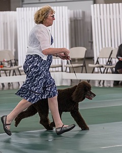 36 - GCH ARROYO'S BEGIN THE BEGUINE AX OAJ NF (Porter)