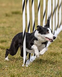 Tap Williams
