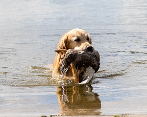 Ghillie Deresienska