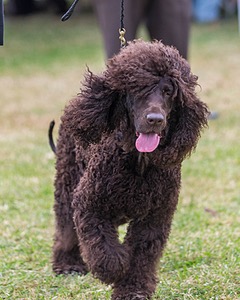 06 - CASTLEHILL'S WICKEDLY CUTE JOLENE CGCA TKP RAE B