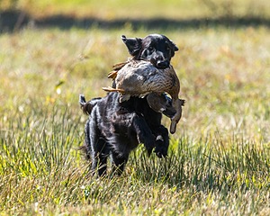 Mocean Klein