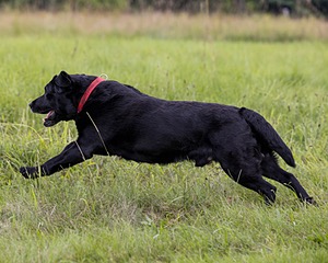 Ben