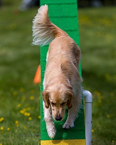 Ollie Erbe