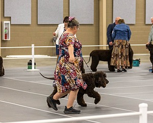 17 - Ballyhoo’s V Finnegan Mcneill BN FDC CA BCAT DS DJ CGCA TKN VHMA JH JHU WD