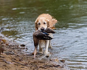 Ghillie