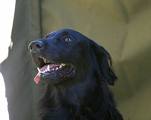 Bode Markle
