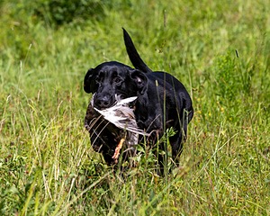 Mowgli