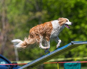 20170520-NEAT-0932.jpg