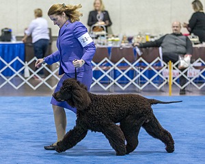 21 - GCHB CH Flintcrest Full Monty (Jonny)