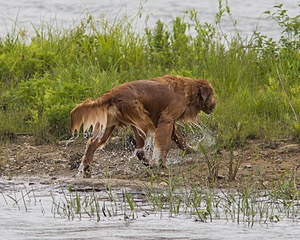 UCD SHR Sand Dancer's Windfall JH CDX