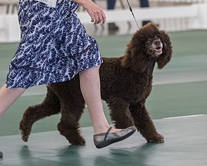 36 - GCH ARROYO'S BEGIN THE BEGUINE AX OAJ NF (Porter)