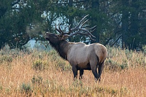 Yellowstone National Park
