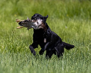 Duke Doyon