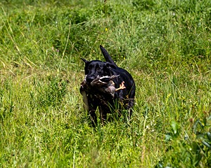 Mowgli